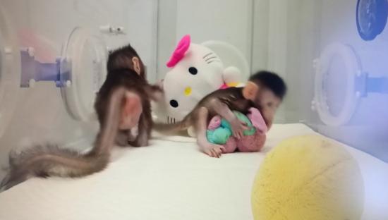 世界首例体细胞克隆猴在中国诞生！对研究人类脑疾病有重大意义