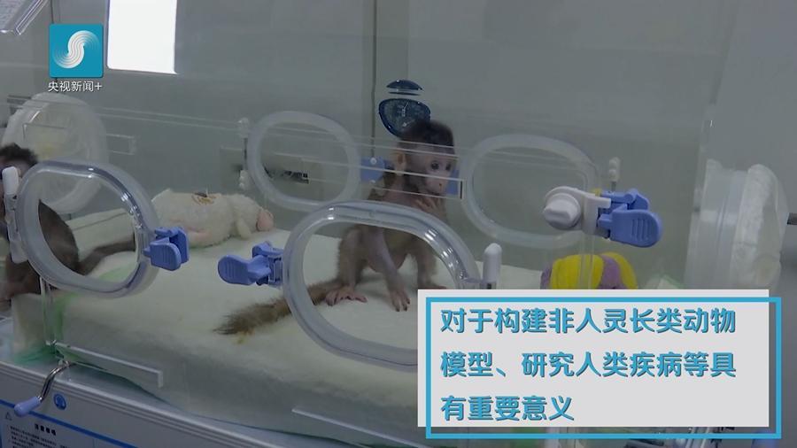 世界首例体细胞克隆猴在中国诞生！对研究人类脑疾病有重大意义