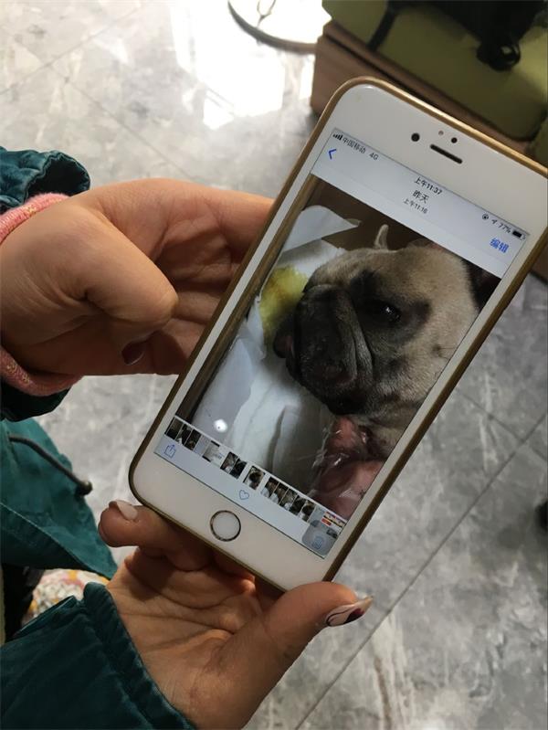 宠物狗感冒打针不久死亡 事发美联众合动物医