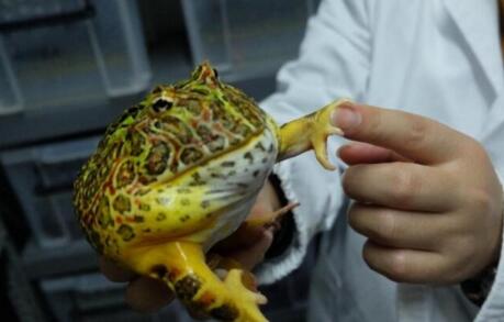 贫限想!十年花近百万养蛙 不是佛系养蛙游戏旅行青蛙男子竟养了这