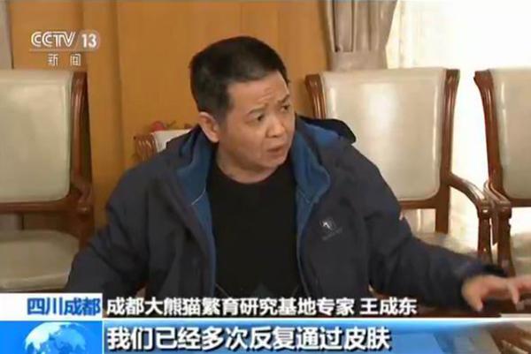 成都大熊猫繁育研究基地：8只大熊猫眼部脱毛与螨虫无关