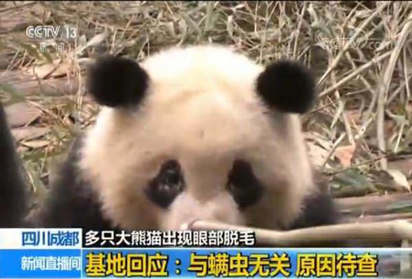 成都大熊猫繁育研究基地：8只大熊猫眼部脱毛与螨虫无关