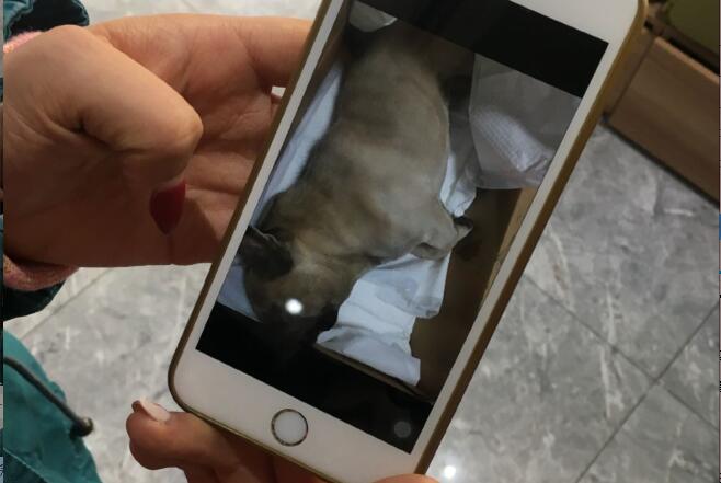 宠物狗打针后死亡 市民质疑美联众合动物医院领秀分院操作不当