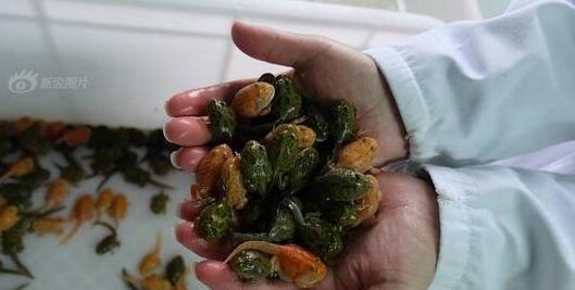 执迷不悟！十年花近百万养蛙 卖掉家当女朋友也分了朋友都说他疯了