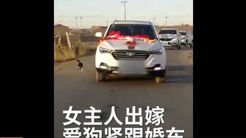 看哭！爱犬追婚车6里路 女主人出嫁爱狗紧跟婚车不离不弃