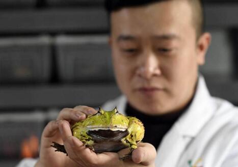 现实版蛙爸走红：他养的蛙比游戏中的乖 一只身价上万