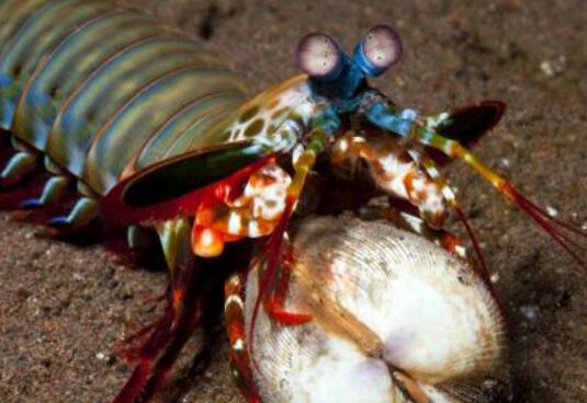 地球上最有创意的杀手生物之一，皮皮虾的“铁拳”可以击断人类手指