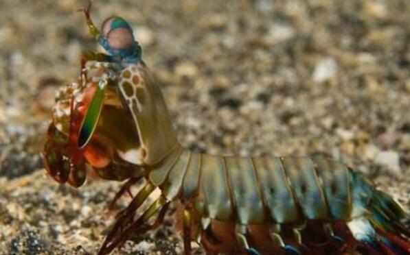 地球上最有创意的杀手生物之一，皮皮虾的“铁拳”可以击断人类手指