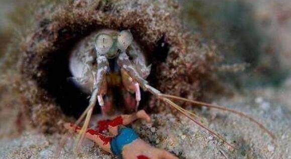 地球上最有创意的杀手生物之一，皮皮虾的“铁拳”可以击断人类手指