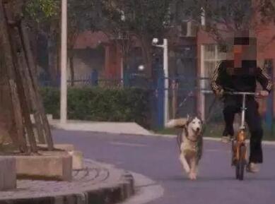 铲屎官注意了，别骑着自行车溜哈士奇！当心狗狗蹿出去跑没影了