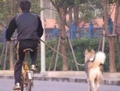 铲屎官注意了，别骑着自行车溜哈士奇！当心狗狗蹿出去跑没影了