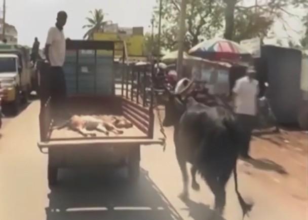 小牛重伤被送医母牛一路紧追 在医院外连守2天