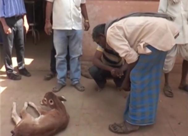 小牛重伤被送医母牛一路紧追 在医院外连守2天