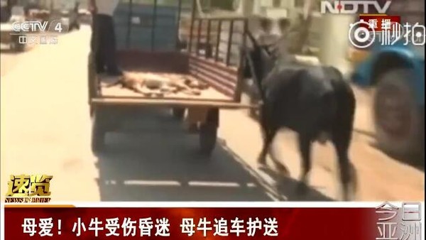 母子情深！母牛追车护送小牛 在医院外守了整整两天