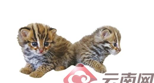 萌翻了！村民捡两只小豹猫 小家伙无辜盯着你看还处于婴幼儿状态