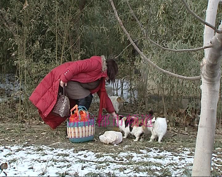 济南老人自费喂养公园流浪猫6年花费十几万 您怎么看？