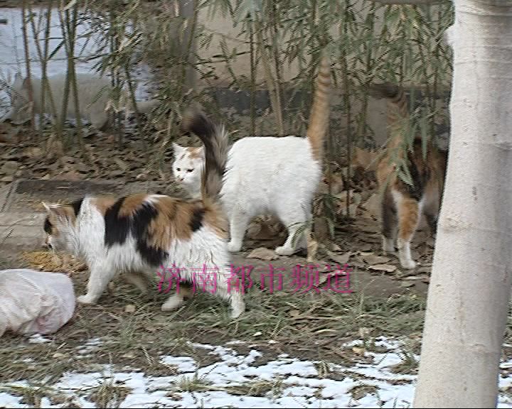 济南老人自费喂养公园流浪猫6年花费十几万 您怎么看？