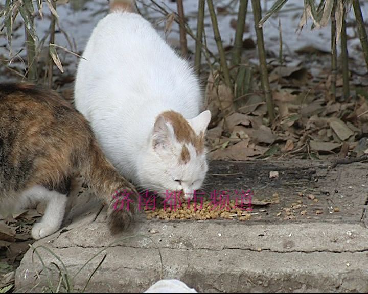 济南老人自费喂养公园流浪猫6年花费十几万 您怎么看？