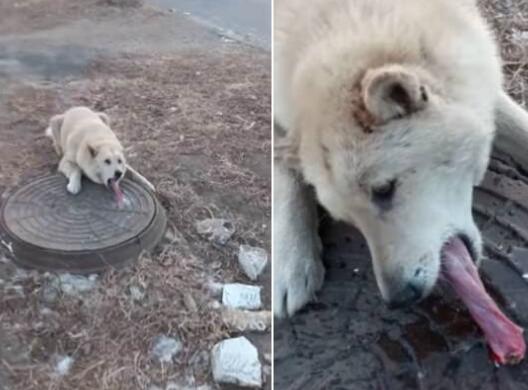 太冷了,狗狗舔了一个结冰的检修井盖，舌头竟被黏住动弹不得