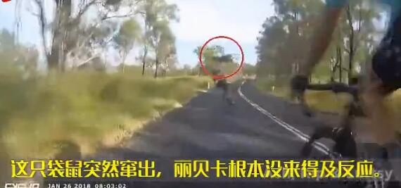 男子参加自行车比赛，结果竟被袋鼠撞飞，队友们忍不住大笑起来