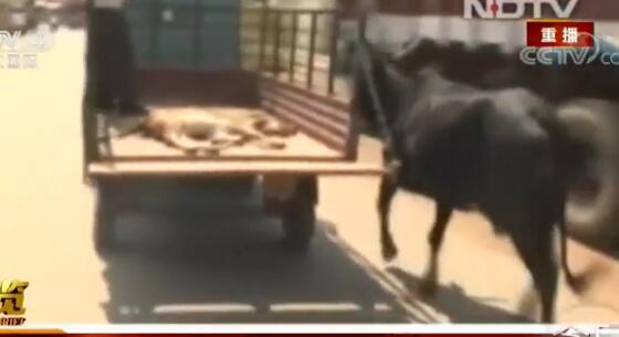 看哭！母牛追车护送小牛舐犊情深 受伤小牛被送医院母亲一路护送