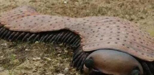 史前巨猿古猿人身高三米,体重400公斤,姚明在它面前也只是个孩子