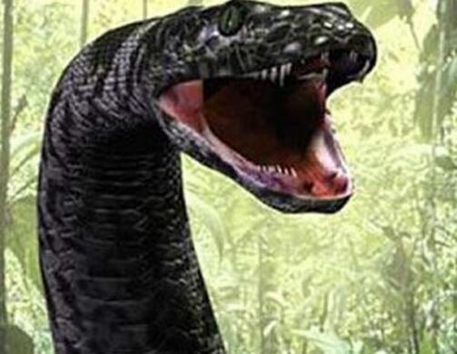 史前巨猿古猿人身高三米,体重400公斤,姚明在它面前也只是个孩子