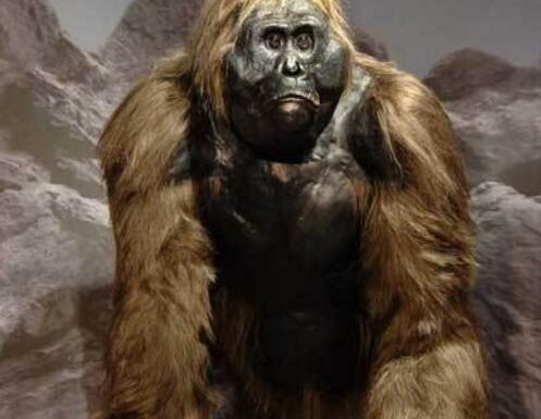 史前巨猿古猿人身高三米,体重400公斤,姚明在它面前也只是个孩子