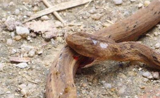 男子探险发现毒蛇撕咬自己，剖开蛇的肚子后，接下来一幕让他十分惊奇 