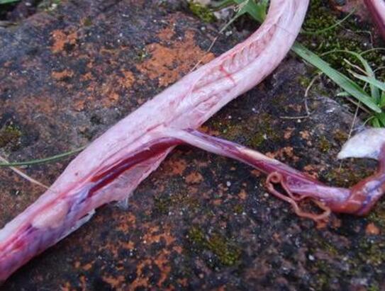 男子探险发现毒蛇撕咬自己，剖开蛇的肚子后，接下来一幕让他十分惊奇 