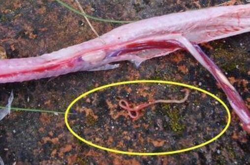 男子探险发现毒蛇撕咬自己，剖开蛇的肚子后，接下来一幕让他十分惊奇 