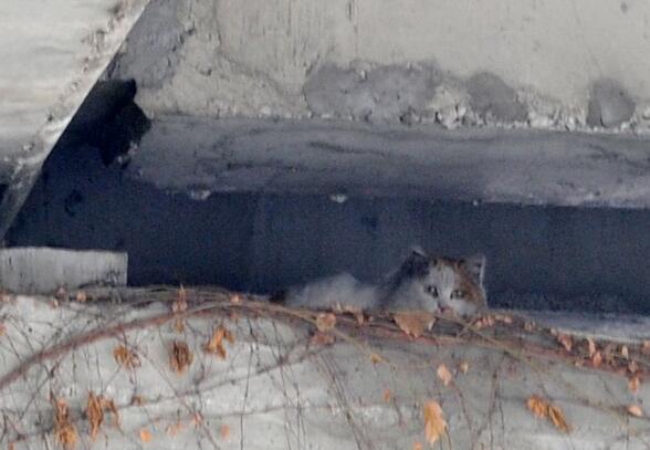 成都一猫咪被困高架桥缝隙 靠老人扔食生存两年