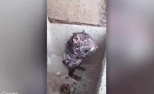 成精了!老鼠还用肥皂水搓洗腋下 像人一样站立洗澡 