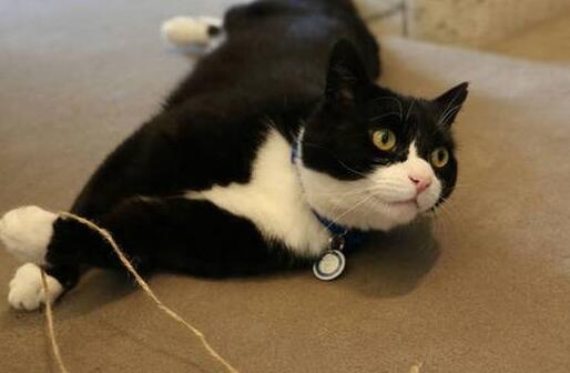 英国捕鼠官被制裁只因变胖 拥有公务员编制