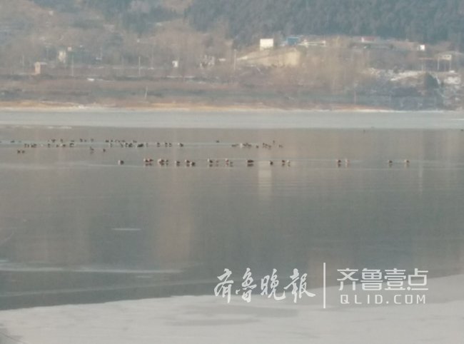 济南卧虎山水库湖面冰封 上千只野鸭冰面上围拢聚集甚是可怜