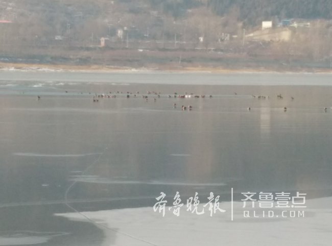 济南卧虎山水库湖面冰封 上千只野鸭冰面上围拢聚集甚是可怜
