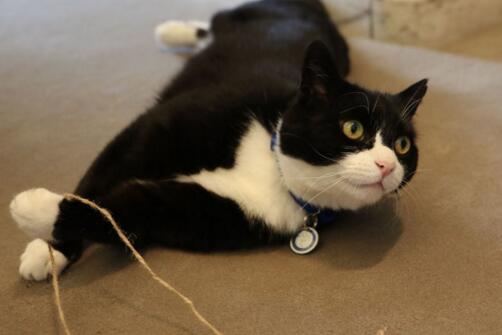 英国捕鼠官被制裁 因变胖被禁食致捕鼠工作效率变低