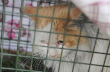 暖哭！小猫困高架桥两年 大爷每天向10米高桥墩扔食养活了小猫