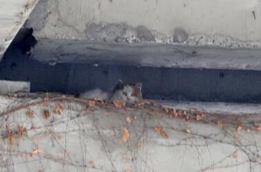 泪奔！猫咪被困高架桥缝隙两年 好心大爷徒手投食千次救活它 