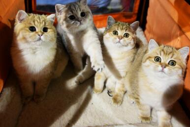 想不到！英国捕鼠官被制裁 疑似因工作效率变低惹祸上身