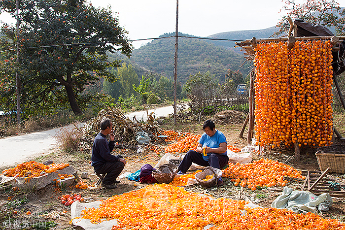 潍坊黄橙橙的柿子串串挂 熟透的柿子比蜜甜