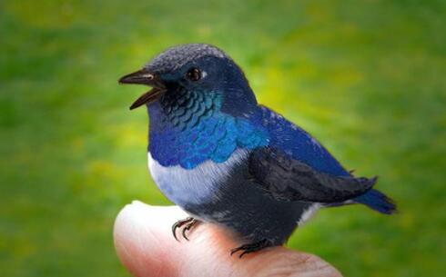 琥珀现最完整古鸟煎饼鸟 长约5厘米来自1亿年前恐龙横行的白垩纪