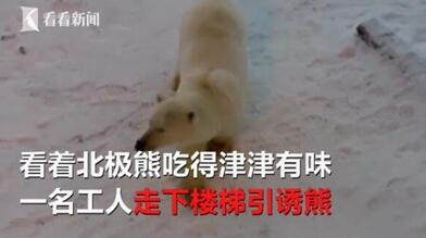 怂了!喂北极熊险遭反扑 萌宠绝地反击