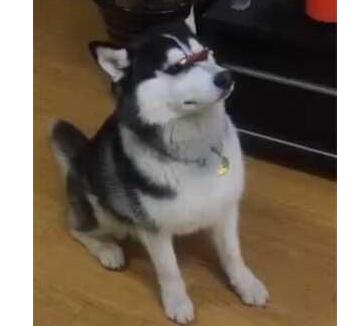 一雪前耻？哈士奇为吃零食 不卖呆卖傻学说这句话