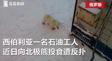 恐怖至极！喂北极熊险遭反扑画面惊悚 工人吓得丢下食物落荒而逃
