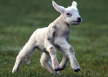 Hope!羊羔天生5条半腿已经发育完全 萌宠兴奋伸展狂撒欢(图)