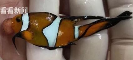 心酸！宠物鱼嘴巴长肿瘤 男主人花6000元跪求医生做手术