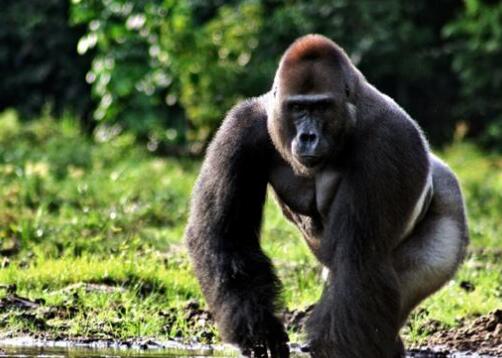 研究发现:人类祖先可能不像猩猩那样行走 从四肢行走直接进化到双足行走