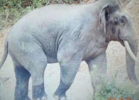 浓雾惹祸!巡象员被野象围攻 两巡象员PK18头野象一人不幸殉职