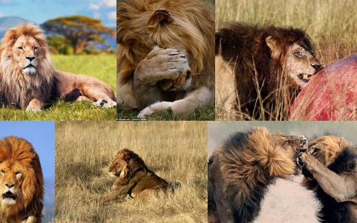 非洲雄狮镜头前摆姿势耍帅 像不像《时尚》杂志封面的主角